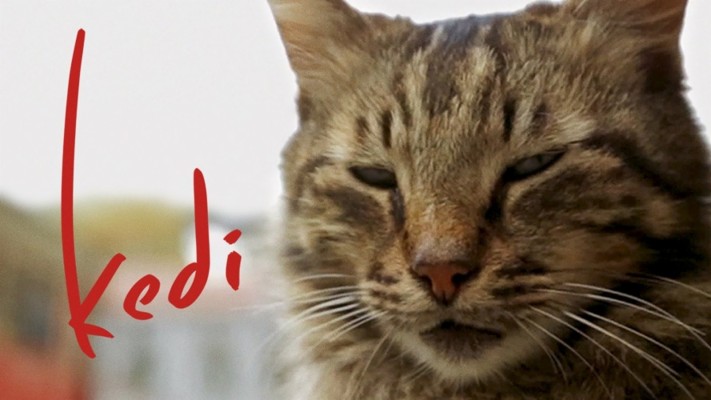 Kedi